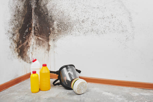 Best Local Mold Removal Service  in Old Fig Garden, CA