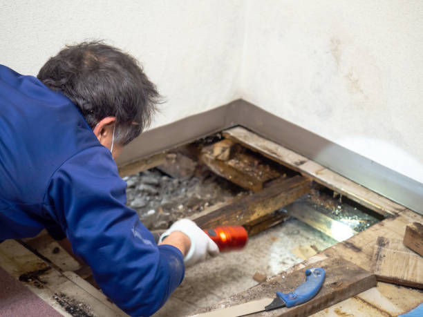 Best Attic Mold Removal  in Old Fig Garden, CA