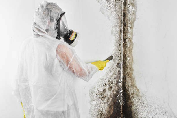 Best Mold Cleaning Services  in Old Fig Garden, CA