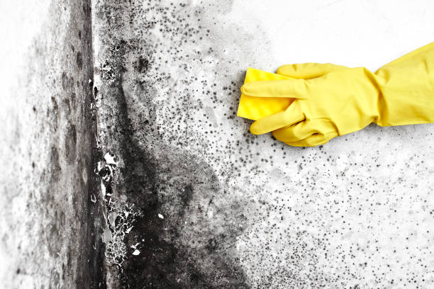 Best Mold Removal Company Near Me  in Old Fig Garden, CA