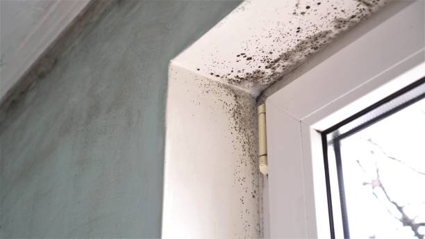 Professional Mold Removal in Old Fig Garden, CA
