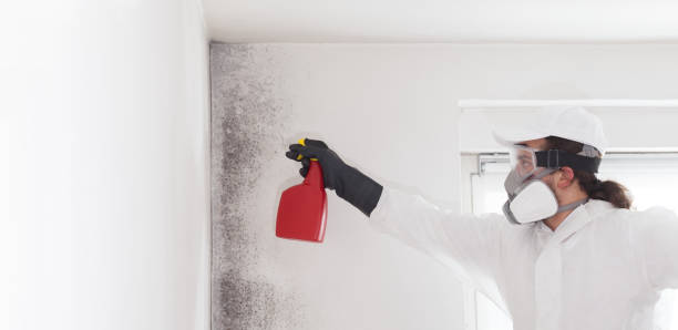  Old Fig Garden, CA Mold Removal Pros