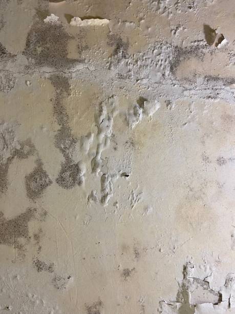 Best Fast Mold Removal  in Old Fig Garden, CA