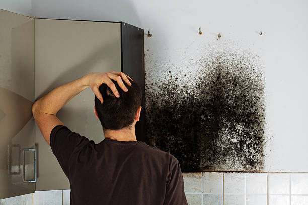 Best Home Mold Removal  in Old Fig Garden, CA