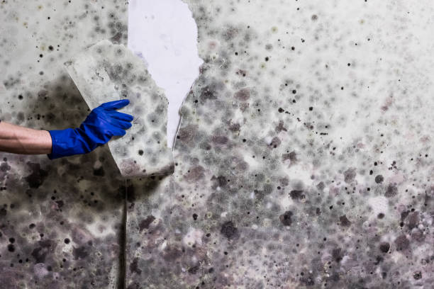 Mold Removal and Inspection in Old Fig Garden, CA